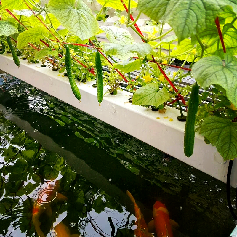 陇南市玻璃大棚鱼菜共生 - 厂家